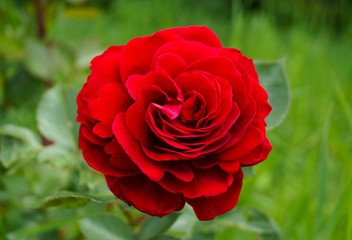 A single red rose flower on a branch.