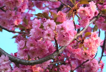 Flowering Japanese cherry on a branch in the month of may.