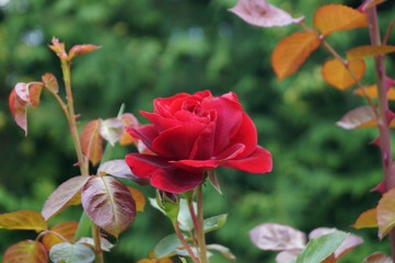 A single red rose flower on a branch.