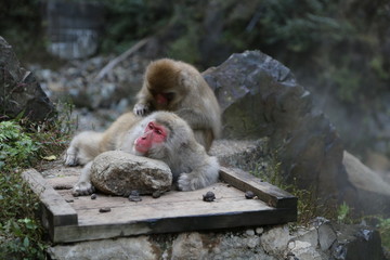 Obraz premium 地獄谷のニホンザル