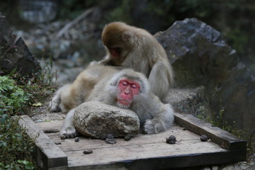 地獄谷のニホンザル