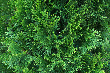 background evergreen tree natural texture green christmas tree natural
