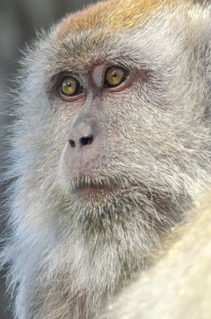 mongkey