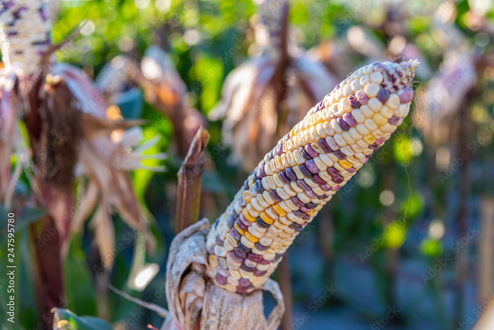 Wall mural Fresh colorful Indian corn in organic corn field.