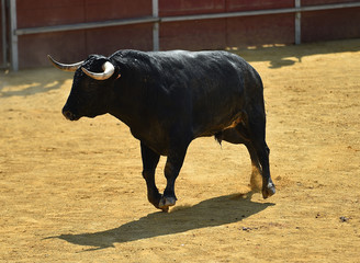 toro español