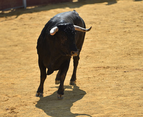 toro español