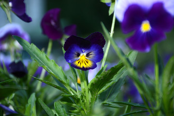 pansy, flower, pansies, garden, spring, purple, flowers, nature, beauty, viola, summer, white, blue, bloom, pattern, yellow, violet, floral, plant,