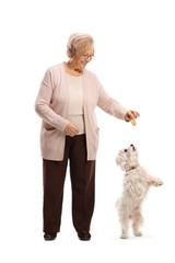 Senior woman giving a biscuit to a maltese poodle dog