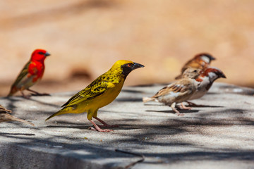 Bright yellow village weaver (Ploceus cucullatus) on a road with color birds on the background, Mauritius island. Selective focus.