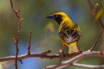Bright yellow village weaver (Ploceus cucullatus) on a tree branch on natural blurred background, Mauritius island. Selective focus.