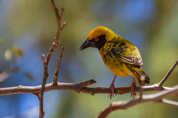 Bright yellow village weaver (Ploceus cucullatus) on a tree branch on natural blurred background, Mauritius island. Selective focus.