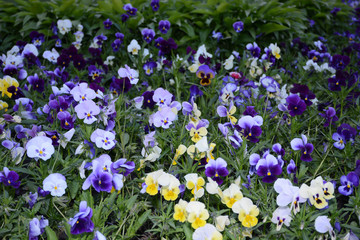 pansy, flower, pansies, garden, spring, purple, flowers, nature, beauty, viola, summer, white, blue, bloom, pattern, yellow, violet, floral, plant,