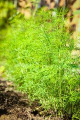 Beautiful green bed in a park on the nature background