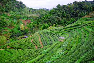 Tea plantations after rain in Chiang Mai, Thailand.