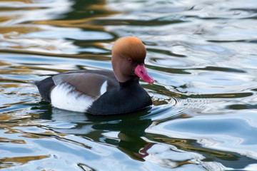 Pato Colorado - red crested pochard 