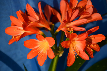 Orange flowers lily