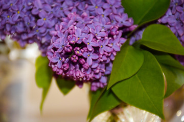 lilac, background, flower,