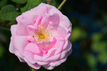 Tea rose