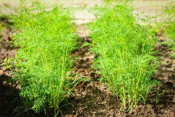 Beautiful green bed in a park on the nature background