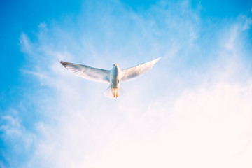 Flying birds in the sky