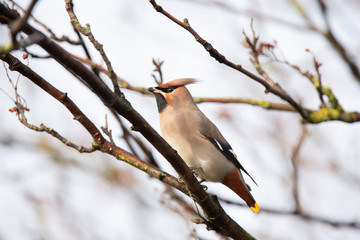 Bohemian waxwing (Bombycilla garrulus) foraging for berries in central scotland, United Kingdom