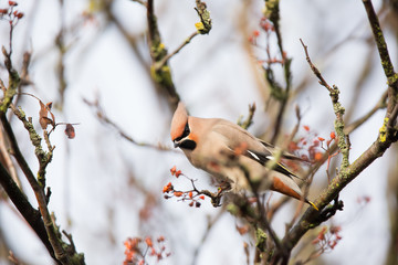 Bohemian waxwing (Bombycilla garrulus) foraging for berries in central scotland, United Kingdom