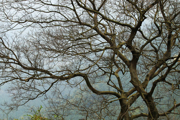 The closeup of canopy in winter
