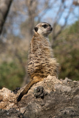 Suricato a la luz del sol