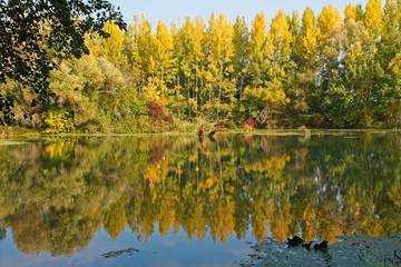 Water arm in Danubian wetland, Malinovo, Slovakia, Europe