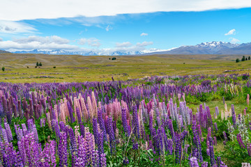 lupins in the mountains, canterbury, new zealand 6