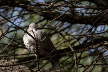 Tortola europea posada en un arbol