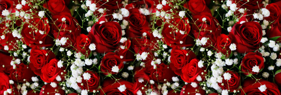Natural Dark Red Ruby Roses Background Wallpaper