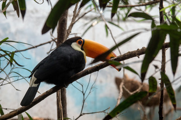 Toco Tucan