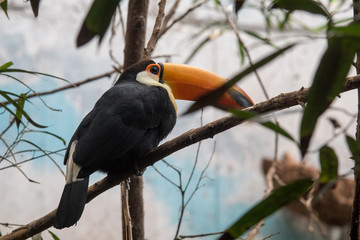 Toco Tucan