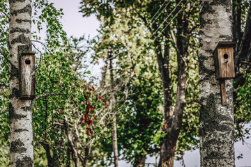 A Closeup of the Birdhouse on a Birch Tree on Early Sunny Spring Day - Concept of Natural and Environment Friendly Lifestyle