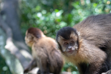 Naklejka premium Monkey