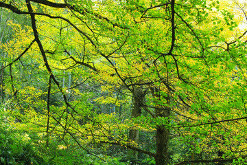 Fototapeta na wymiar Ginkgo biloba trees turning yellow in autumn