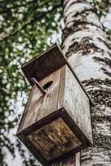 A Closeup of the Birdhouse on a Birch Tree on Early Sunny Spring Day - Concept of Natural and Environment Friendly Lifestyle