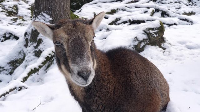 a mountain goat in the snow