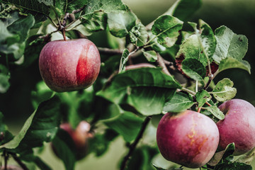 Tree Branches Full of Red Fresh Apples in the Garden, Vegetation Background - Sunny Autumn Day, Abstract, Floral Background