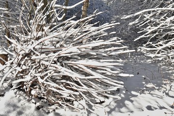 Busch mit Schnee