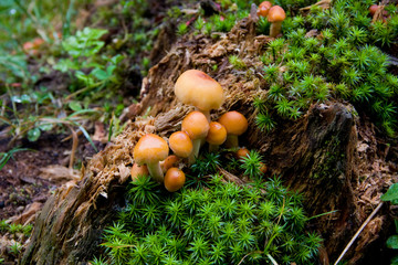 Beautiful orange mushrooms grow on a stump covered with moss and grass. Autumn, mushroom season. Carpathian Forest, Ukraine