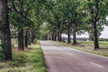 Naklejka premium Road Going Through the Alley in Countryside on Sunny Early Spring Day - Concept of Joy and Happiness and Travel