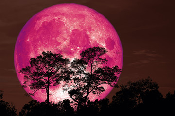 Fototapeta na wymiar super pink snow moon back silhouette tree in field on night sky