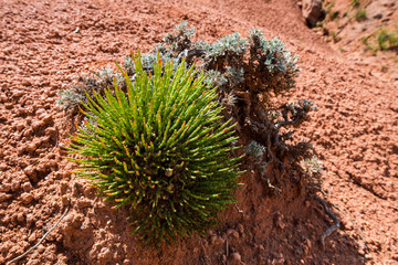 Desert plants over red rock in Fairy tale canyon