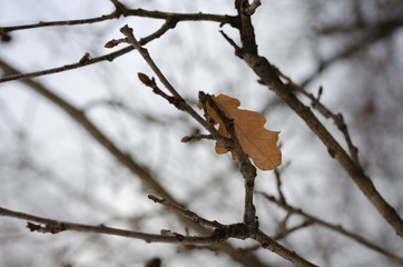 the last yellow leaf on an oak branch in winter. Nostalgia and loneliness. Association with the...