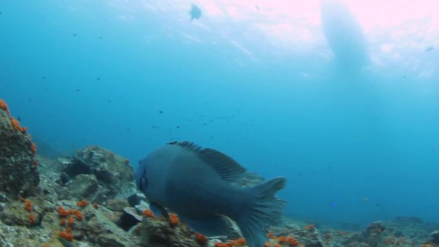 Scuba diver has a unique interaction with a friendly blue fish