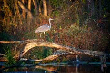 Blue heron in natural environment, Danubian wetland, Slovakia, Europe