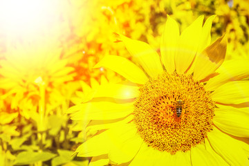 a field of blooming sunflowers against a colorful sky