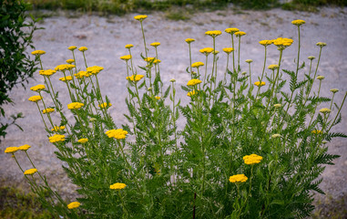 Close-up of a blooming plant of yellow yarrow (Achillea filipendulina) in a garden, Piedmont, Italy © Simona Sirio
